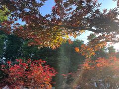 -广州市帽峰山景区