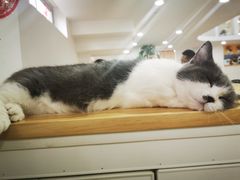 -李小姐の猫咖啡馆(五角场店)