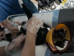 -嘉馨宠物医院·CT影像转诊·心脏科·犬猫全科诊疗中心(下沙大学城院区)