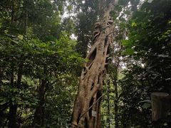 -海南热带雨林国家公园吊罗山景区