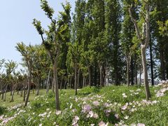 -桃花岛公园