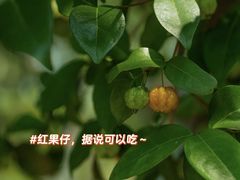 -麗枫酒店(深圳机场福永地铁站店)