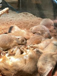 -Zoolung Zoolung动物主题公园(海信广场店)