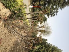 iphone_upload_pic-景山公园