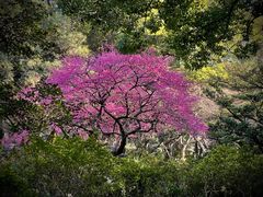 -杭州植物园