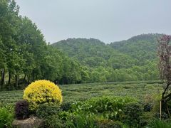 -中国茶叶博物馆(双峰馆区)