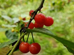 -樱桃山旅游景区