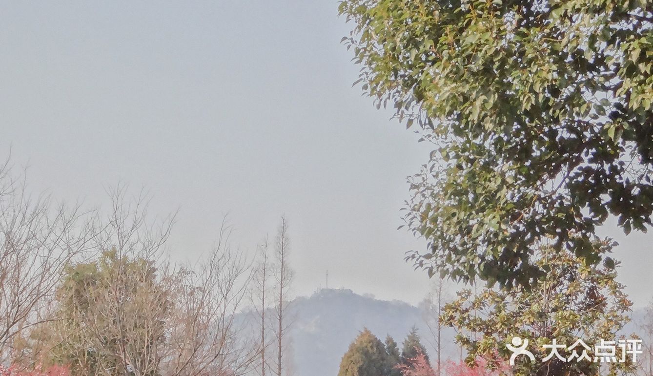 地理位置： 南京梅花山 就在紫金山上 整个紫金山景点