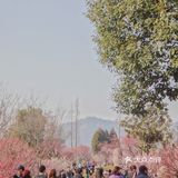 地理位置： 南京梅花山 就在紫金山上 整个紫金山景点