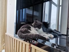 -Catmate·猫肥家润(金润铂宫店)