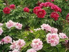 -曹州百花园