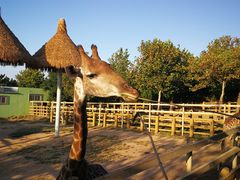 -西霞口神雕山野生动物世界