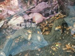 -上海大自然野生昆虫馆(东方明珠·爬宠昆虫探索中心)