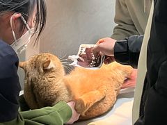 -关爱动物医院·心脏·中兽医·异宠(金牛路分院)