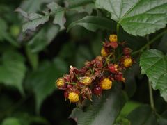 -西岭雪山大飞水景区