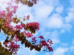 -广东花都湖国家湿地公园