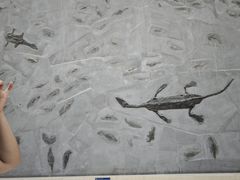 -安徽省地质博物馆