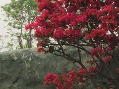 -星河湾半岛酒店·意咖啡西餐厅