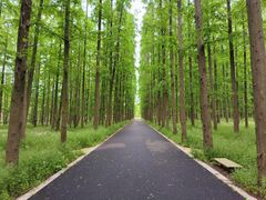 -东平国家森林公园