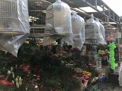 -曲阳花鸟市场(曲阳路店)