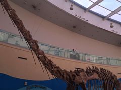 -陕西自然博物馆