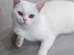 -Heymao猫咖.咖啡厅(东门店)
