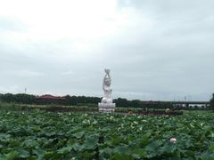 -荷塘月色湿地公园·向阳花洲