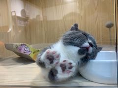 -屋虎猫馆(宝安大仟里店)