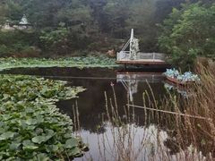 -金石滩蓝莓谷庄园