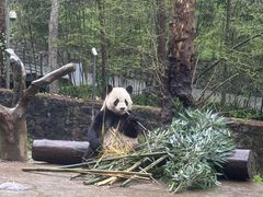 -都江堰中华大熊猫苑
