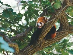 -大连森林动物园