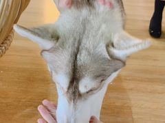 -Husky Go! 哈士奇体验馆·宠物咖啡厅狗咖