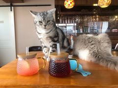 -蓝鲸·缅因猫舍