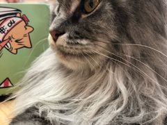 -猫和宫(六道口店)