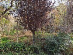 -渭南桃花源民俗文化园