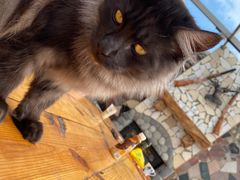 -喵屿·大理花园猫咖