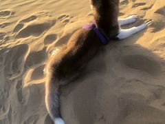 -亿利库布其七星湖沙漠生态旅游区