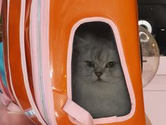 -喵百万·布偶·蓝金金渐层英短·猫舍(百子湾店)