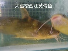 -八仔大富楼·河鲜(西江店)