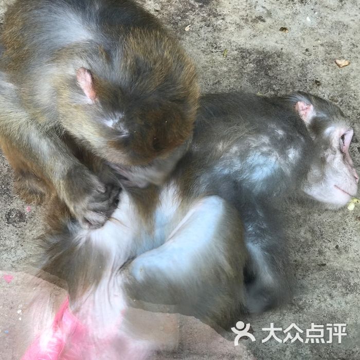 本溪動物園