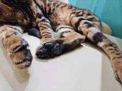 -安格丽娜·狗咖·猫咖羊驼咖(春熙路百盛商场店)