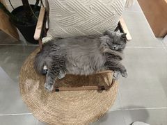 -鲜芋仙(常州吾悦国际广场店)