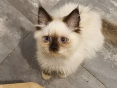 -楼上猫咖(罗湖店)