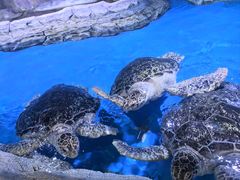 -石家庄极地海洋世界