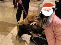 -长白山万达喜来登度假酒店