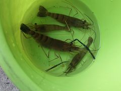 -小象钓虾·营地烧烤(洛溪店)