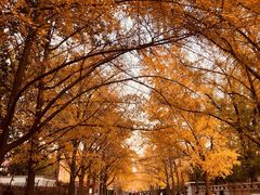 -三里屯东五街银杏大道