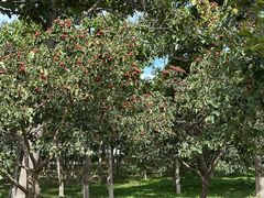 -大兴滨河森林公园