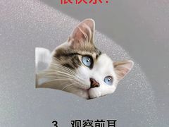 -凯瑞希宠物医院·狂犬免疫·微创·皮肤科