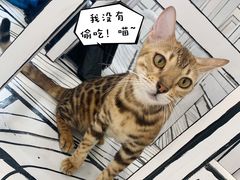 -白夜2D咖啡馆